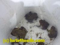 /home//u458753944/public_html/sourcegallery///////////////////////////////Roxborough Toad Detour/2013-2019/2014/2014-04-12/P1140955.JPG
